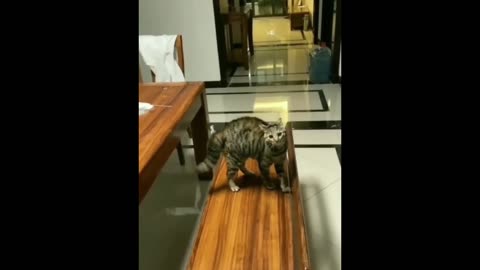 Cats and dog funny vidio
