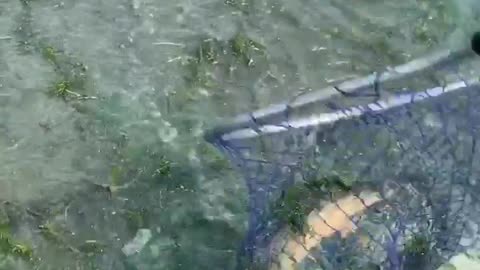 CatFish | Big Catfish| #fishing