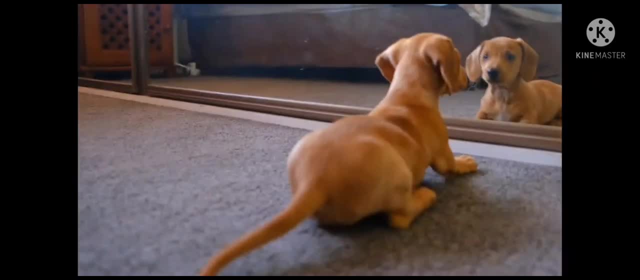 Cute pup playing with its reflection in the mirror