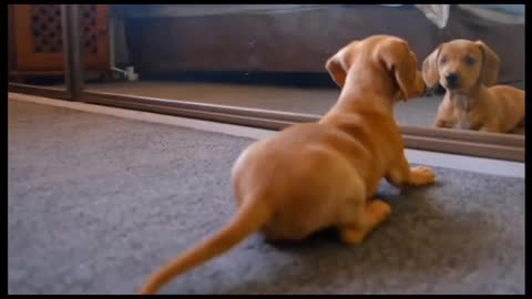 Cute pup playing with its reflection in the mirror