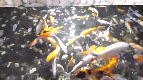 feed beautiful and aggressive ornamental fish part 2