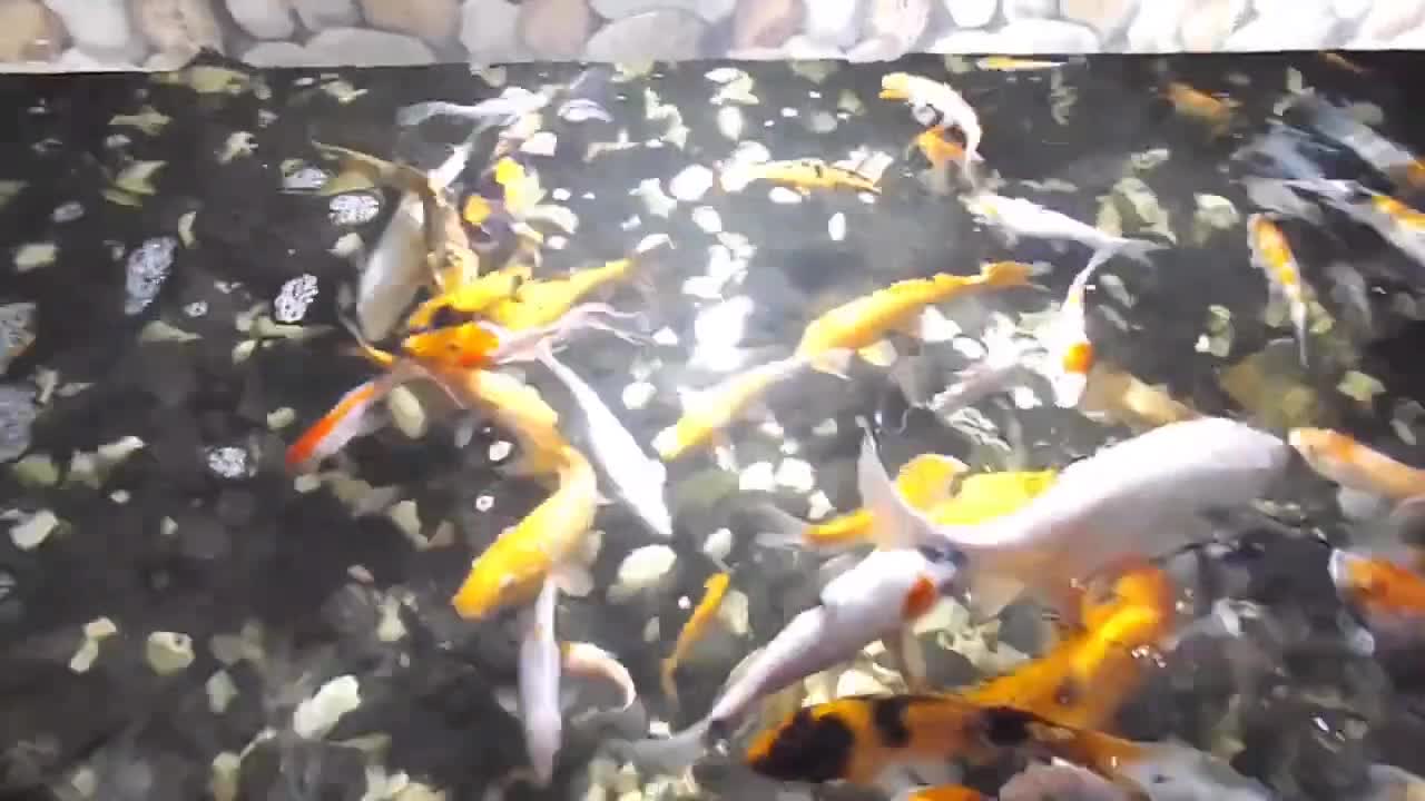 feed beautiful and aggressive ornamental fish part 2