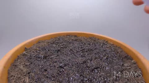Growing LEMON TREE Time Lapse