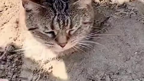 Most Satisfying😂Cat Video 😸