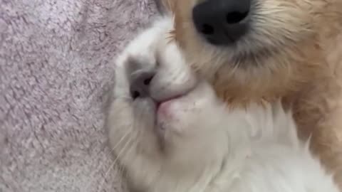 Animais fofinhos