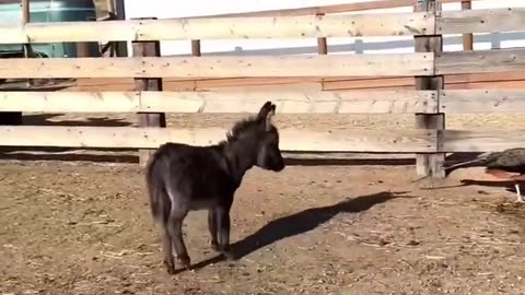 Funny Animals Compilation