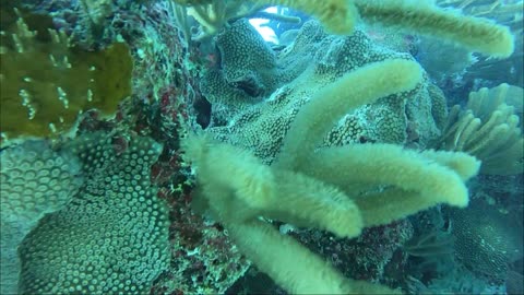 Scuba dive at John Smith's Bay