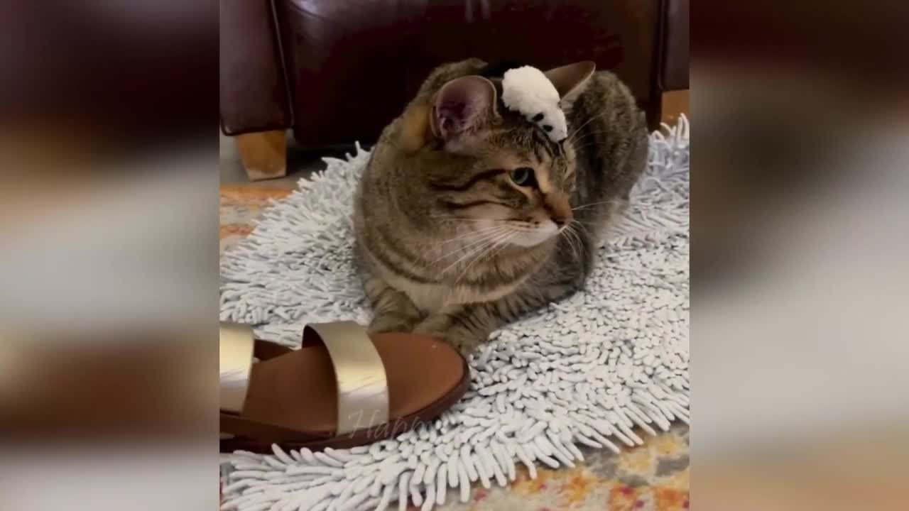 Funny animal videos - Funny cats / dogs - Funny animals