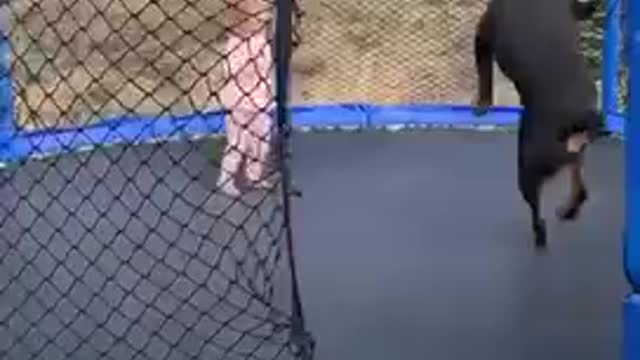 Toddler and doggy enjoy in a trampoline time together
