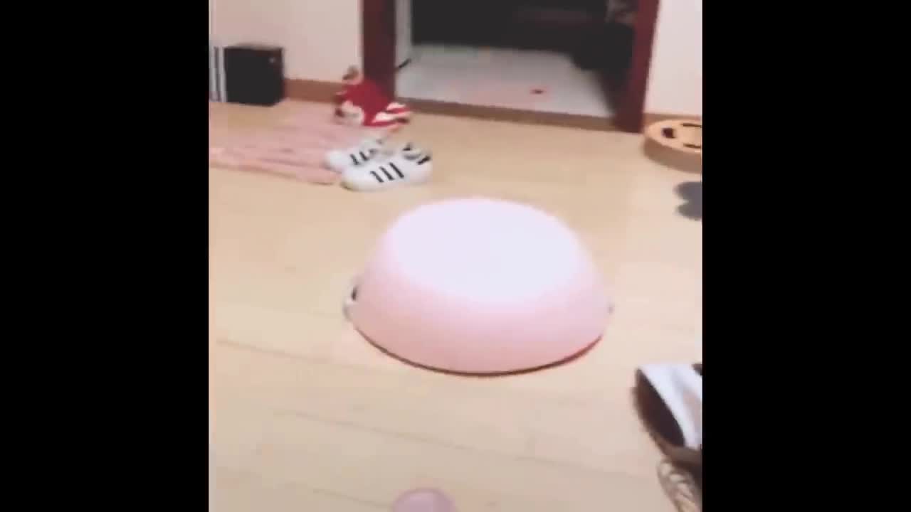 Most Funniest Animal Video