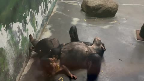 gorilla