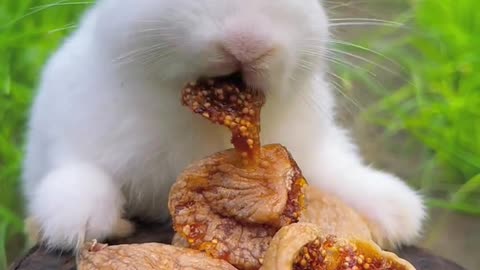 Cute Rabbit❤️💝