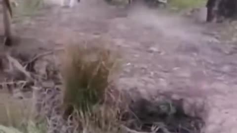 Funny animals :-)