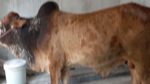 My Cow