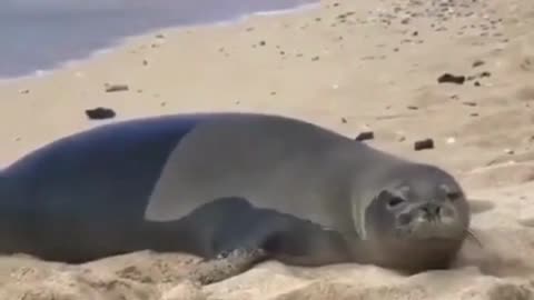 ADORABLE SEALS COMPILATION