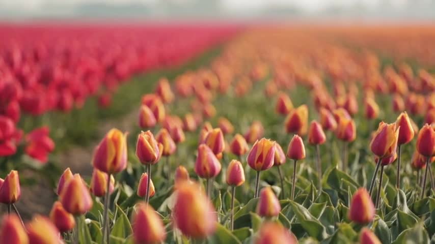 The beautiful sea of flowers brings you good mood