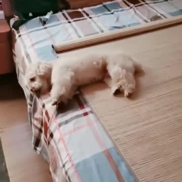 Guys, you have to watch this, it's really amazing