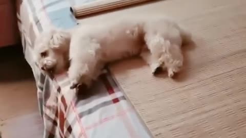 Guys, you have to watch this, it's really amazing