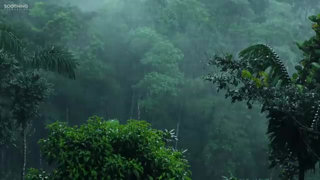 Calming, Healing, Relaxing & Soothing Music - Deep Forest Rain/Piano