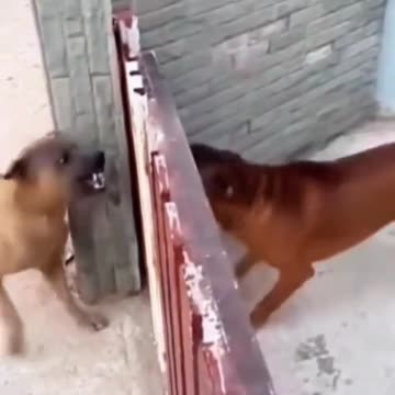 "The Hilarious Hijinks of Canine Conflicts: Unleashing Laughter in Doggy Battle Royale!"