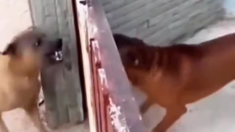 "The Hilarious Hijinks of Canine Conflicts: Unleashing Laughter in Doggy Battle Royale!"