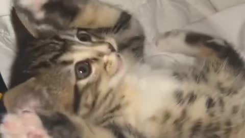 What a lovely pet. It brings happiness