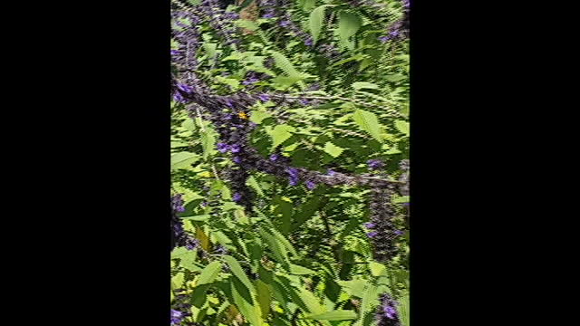 Tales from The DarkDarkGreen Lodge episode#2