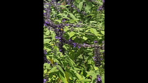 Tales from The DarkDarkGreen Lodge episode#2