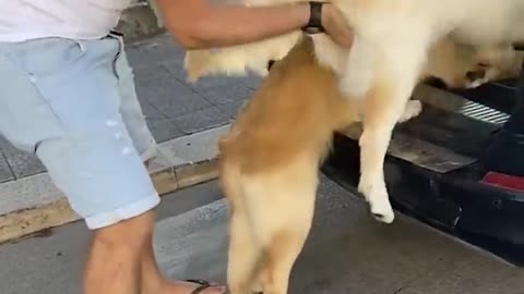 Funny doggiess 🐶😂