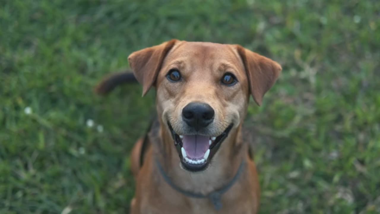 A Dog In The Garden - Free HD