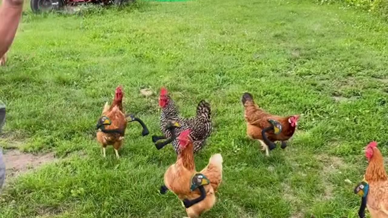 🏈 FOOTBALL 🏈 (Sound On 🔈🔉🔊) Background video source: IG - sheilaw72 Animation: #LeopARTnik