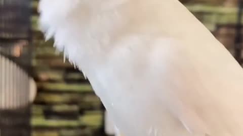 Terrible song of the canary bird