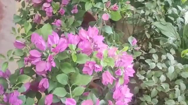 Potted pink camellia