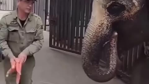 Funny Animal Videos 2024