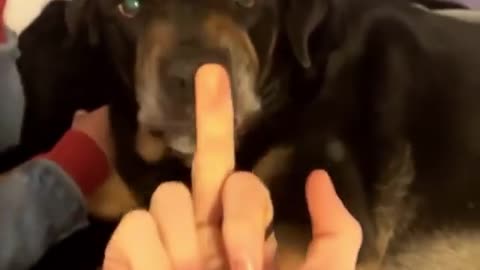 DONT SHOW YOR DOG THIS