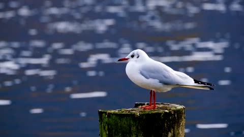 Seagul Bird