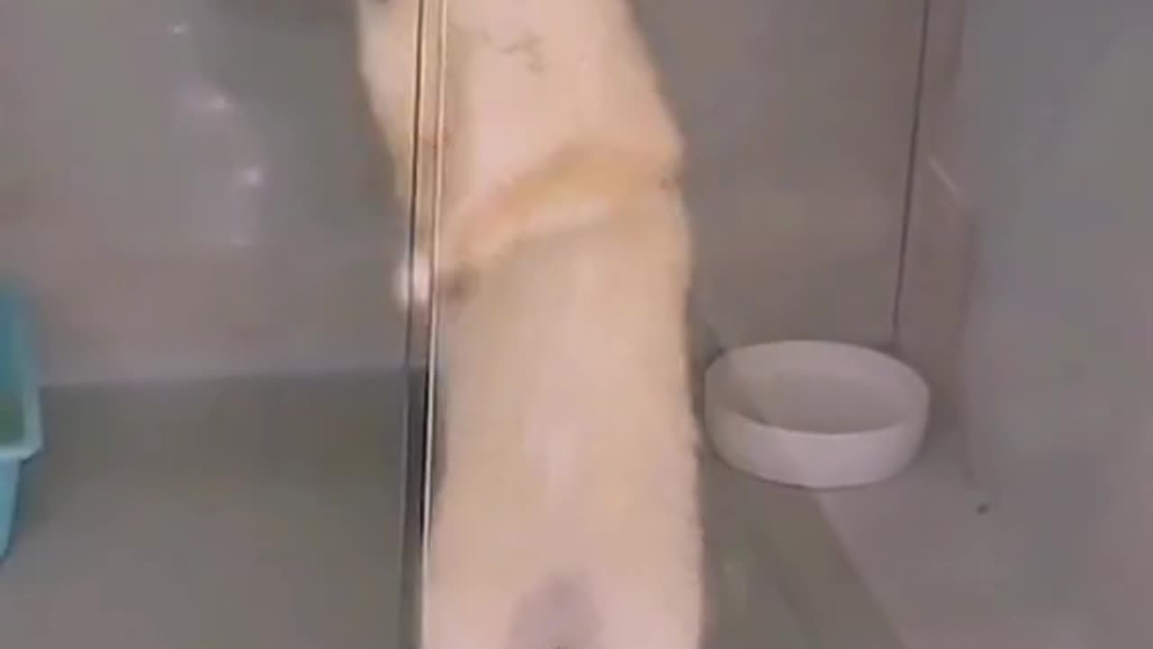 Sharp mind kitty .