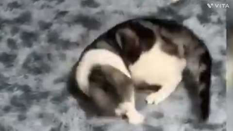 Baby cats cute cats funniest cats 😂video compilation 😍