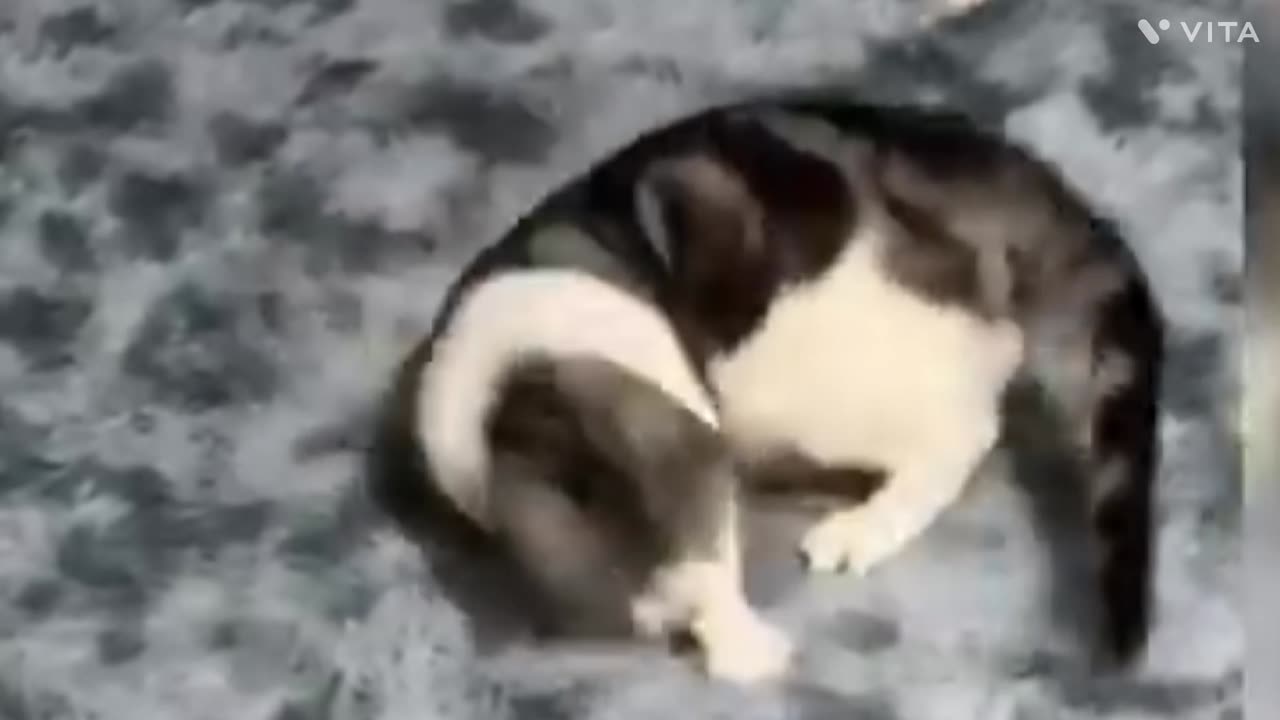 Baby cats cute cats funniest cats 😂video compilation 😍
