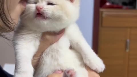 Cat Lovers Follow Only 😍❤️