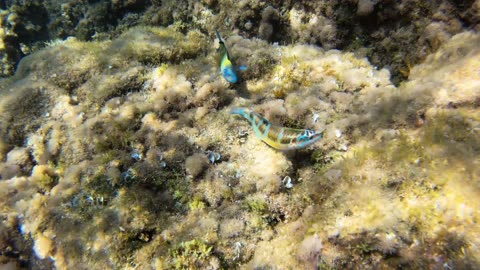 Deep sea view