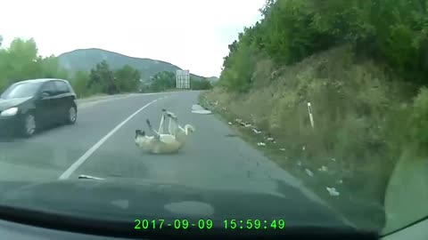 Car Crash on Dog Video - Dog Accident Video 2022