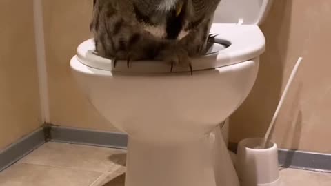 Owl Uses the Toilet