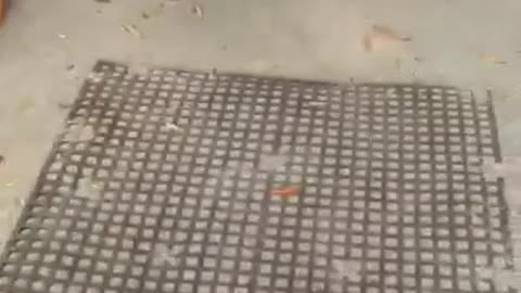 鞦韆上的狗享受他的騎行會讓你的一天 變得美好 病毐性的 狗和小