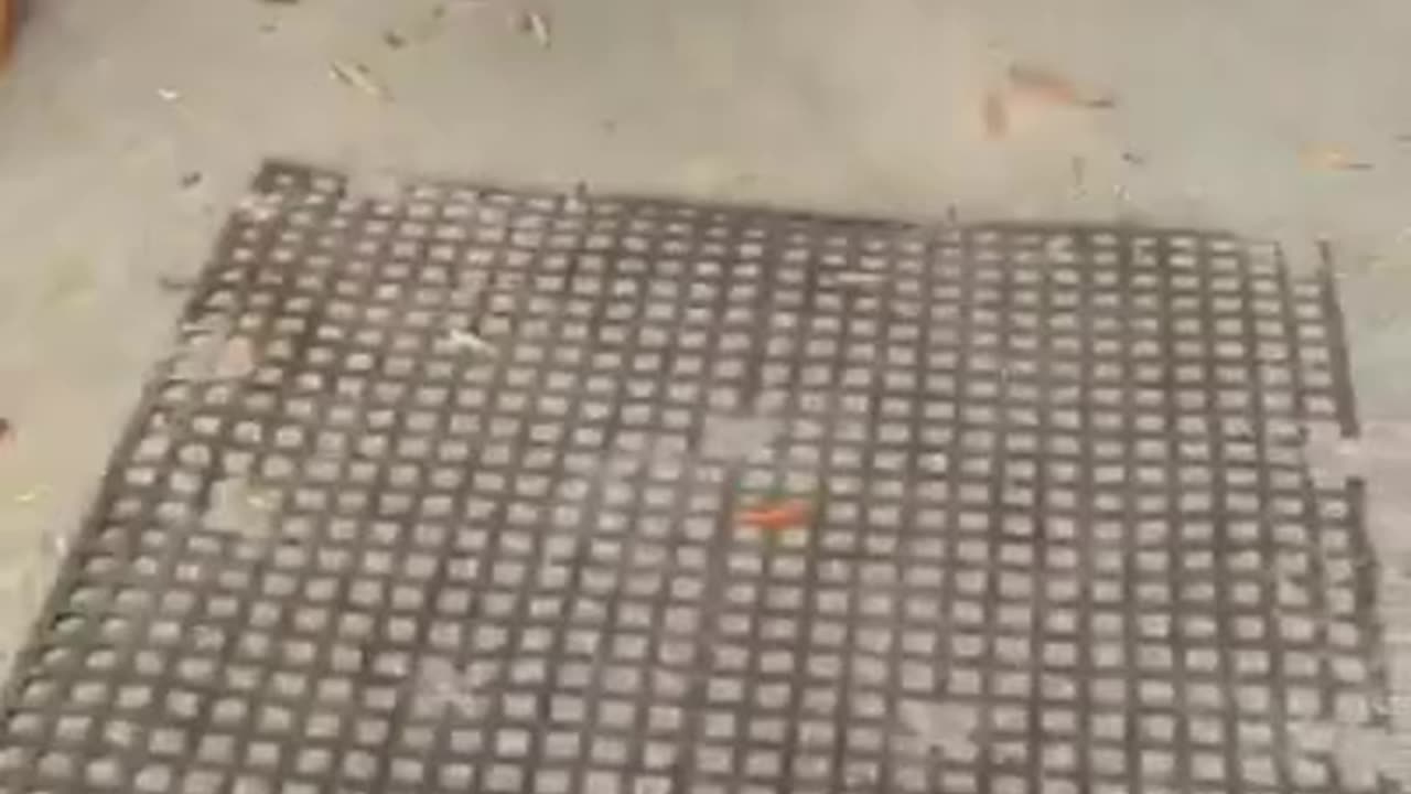 鞦韆上的狗享受他的騎行會讓你的一天 變得美好 病毐性的 狗和小