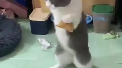 Kung_fu cat ...🐱