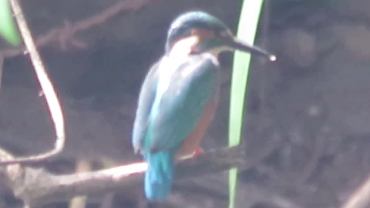 kingfisher bird