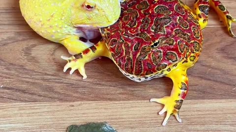 "Frogs Gone Wild: Hopping into Fun!"