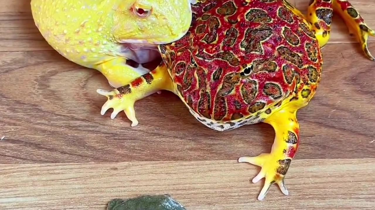 "Frogs Gone Wild: Hopping into Fun!"