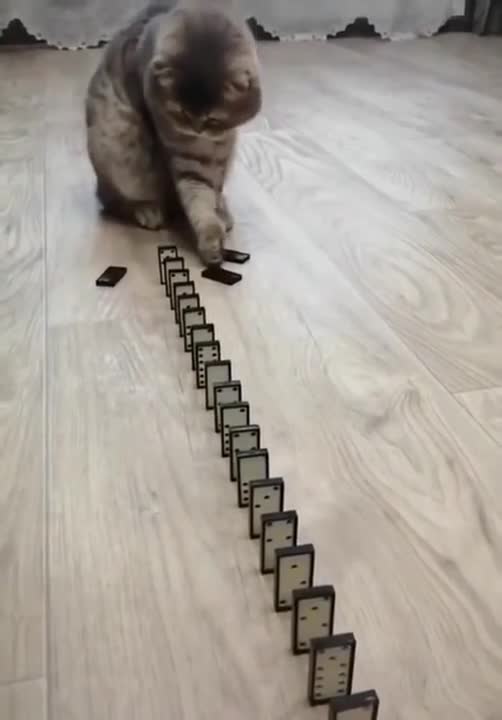 Cute cat trying to play dominos